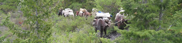 Bliss Creek Outfitters Cody, Wyoming, Rusty Sanderson, Outfitter, Elk Hunts, Deer Hunts, Bear Hunts, Moose Hunts, Sheep Hunts WY